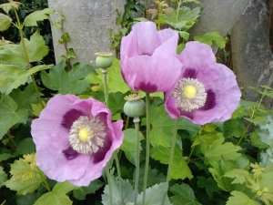 Some poppies, which initially self seeded.  I collected the seeds from the previous year and now...