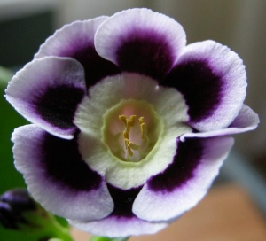 my auriculas