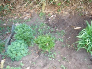 Digging out the dreaded weeds!