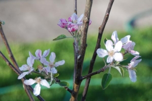 Aldi apple tree number 2