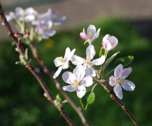 Aldi apple tree only £3.99 !!