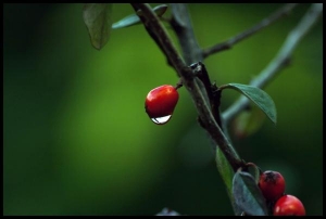 Bored waiting for a train when this wee berry caught my eye.