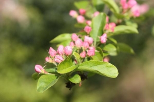 Apple Blossom