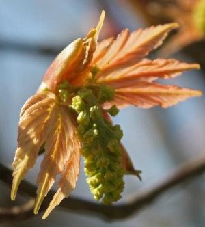 Emerging Acer