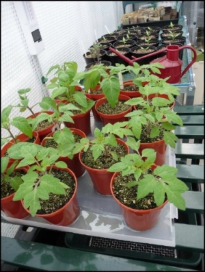 More Tomatoes and Sweet Peppers beyond