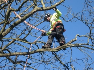 Sycamore pruning