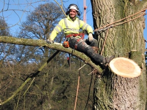 Poplar limb removal