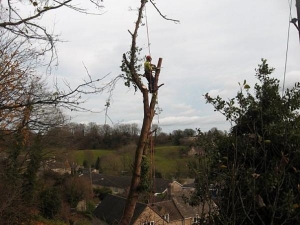 Sycamore dismantling