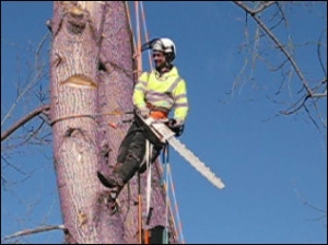 Poplar limb removal