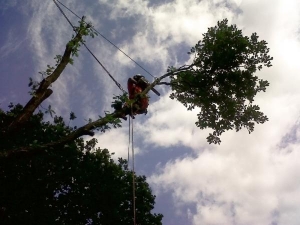 Oak dismantle over railway line