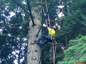 Climbing big spruce