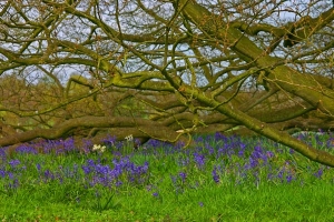 bluebells at Blickling