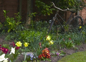 My old bike surrounded by spring flowers