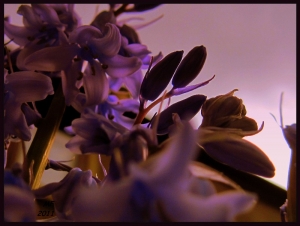 bluebells in the dawn...