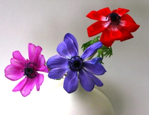 anemones