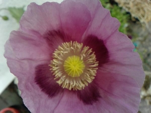 Some poppies, which initially self seeded.  I collected the seeds from the previous year and now...