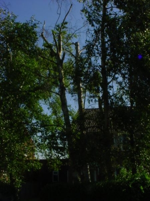 Silver Birch with dieback