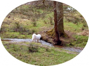 Sammy in the stream