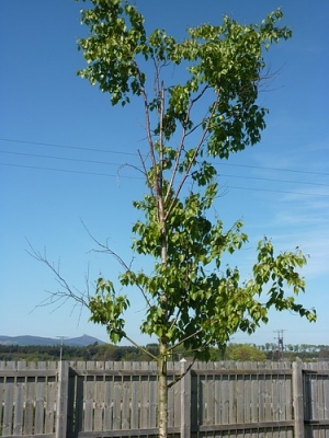 white birch