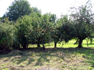 Orchard