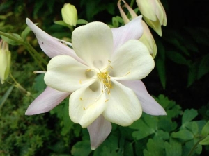 An aquilegia mcKana Giant mixed I think.