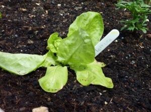 One of my lettuces i've been able to grow these very easily