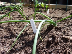 Onions coming on beautifully