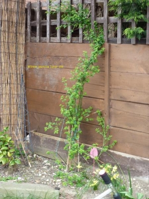 Winter jasmine! Which i want gone i thought this plant was a climber i was wrong now it's...