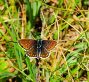 Brown argus