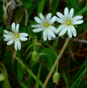 Stellaria holostea