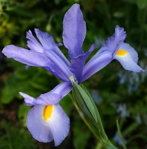 iris