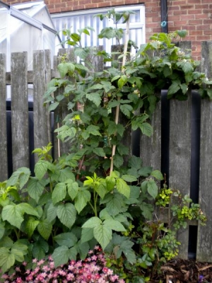 Raspberry bush - which produced lots of rasps last year so hope for more this year !