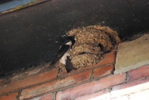 House Martin 1a May 2011