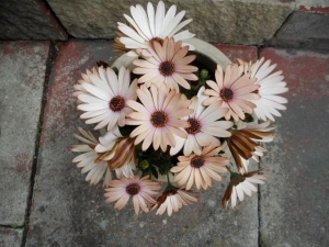 Sunny Serena Osteospermum