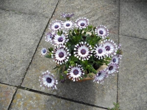 Sunny Philip Osteospermum