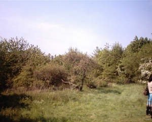 front of house with buried apple trees to be discovered, weeds, nettles etc, higher than me.