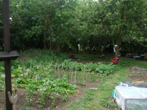 veggie garden