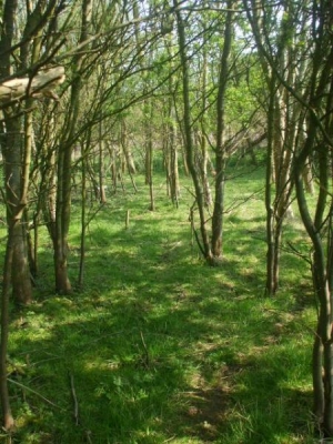 wood at the back in summer