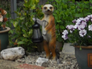 Tommy likes our Meercat lol