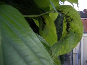 Yucky Black fly then our Cherry tree died..