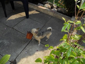 Tommy doing his bit in garden