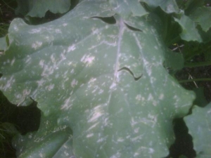 Sprouting Broccoli