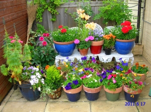 Mrs Pal's Patio Pots. 2011