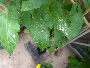 Tomato Plants