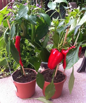 Pepper and chilli pepper