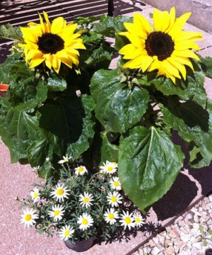 Dwarf sunflower and chrysanthemum