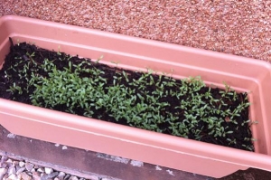 Scented nightstalk seedlings