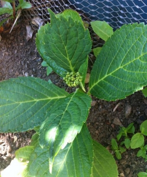 Hydrangea