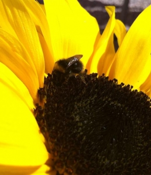 Bee on my dwarf sunflower