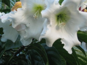 Beaumontia Grandiflora creeper